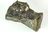 Rare, Theropod Dinosaur Vertebra - Isle of Wight, England #206543-1